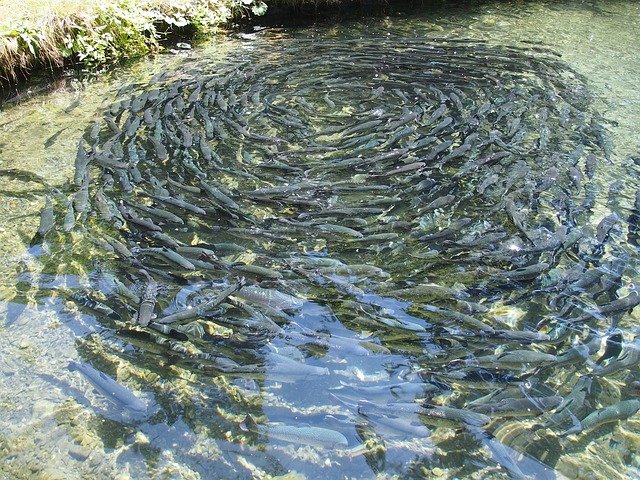 Biofloc fish farming