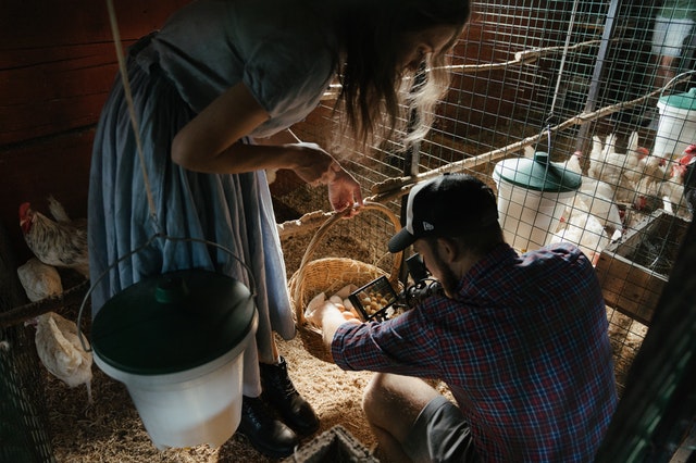 Poultry Farming Techniques