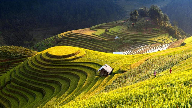 Terrace Farming Around the World