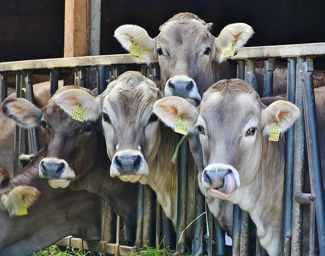 Cattle Farming