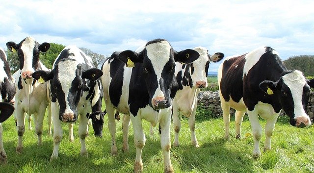 Cow Farming