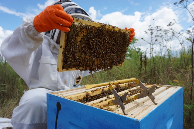 Lusindo Honey and Bee Wax Enterprise
