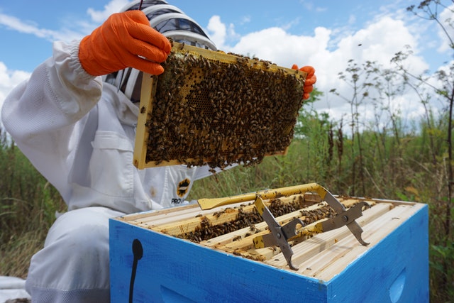 2023's Best States for Beekeeping