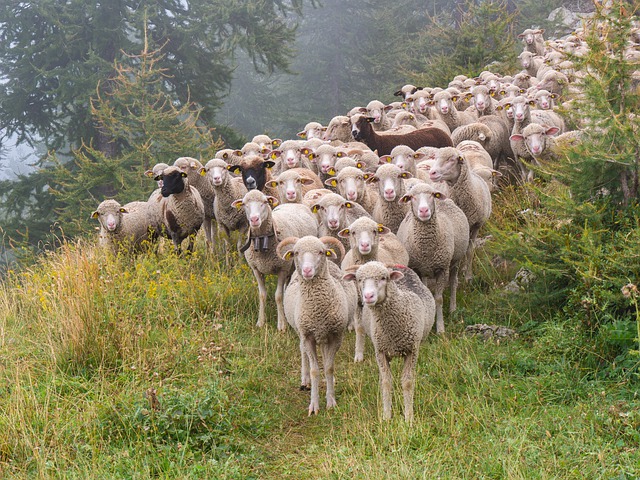 business plan of sheep farm