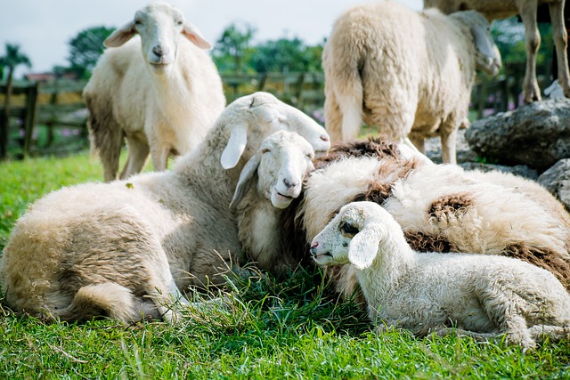 business plan of sheep farm