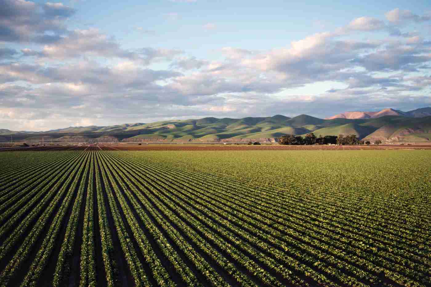 monoculture-farming-explained-what-are-the-pros-and-cons