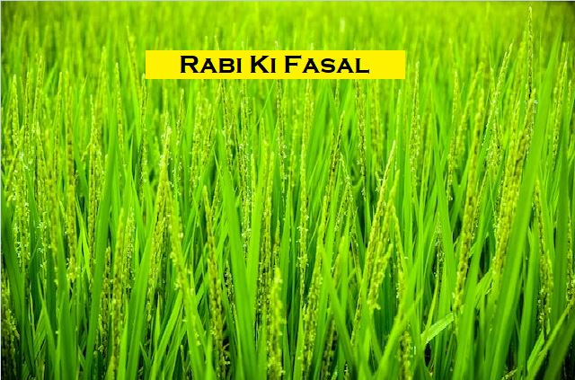 What Is Called Rabi Ki Fasal?