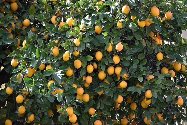 In Which Climatic Condition Are Citrus Fruit Cultivated