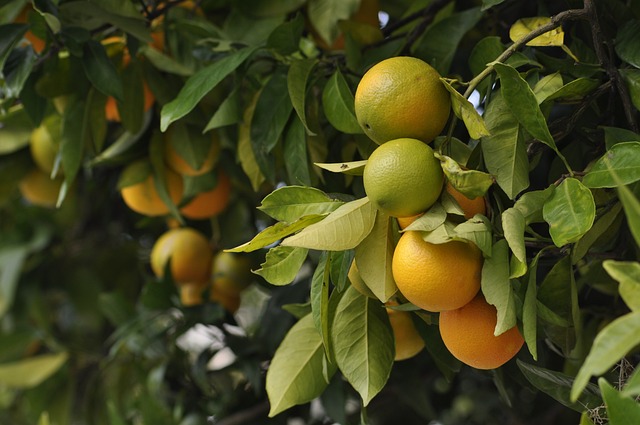 In Which Climatic Condition Are Citrus Fruit Cultivated