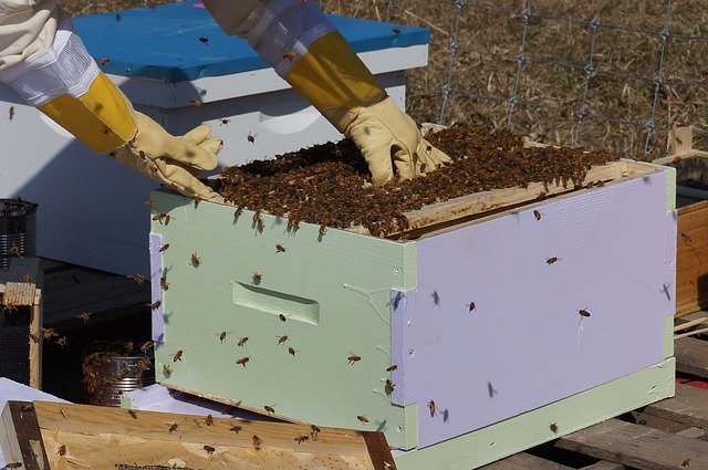 Bee Farming