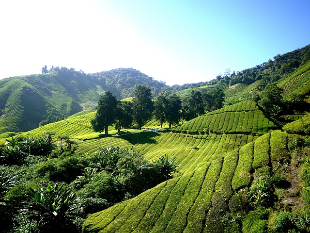 Tea Farming In Assam