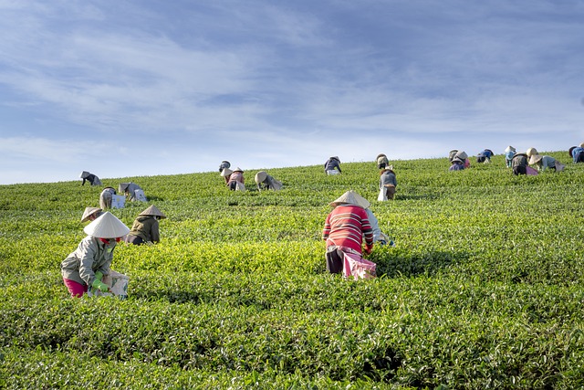 tea farming in Assam