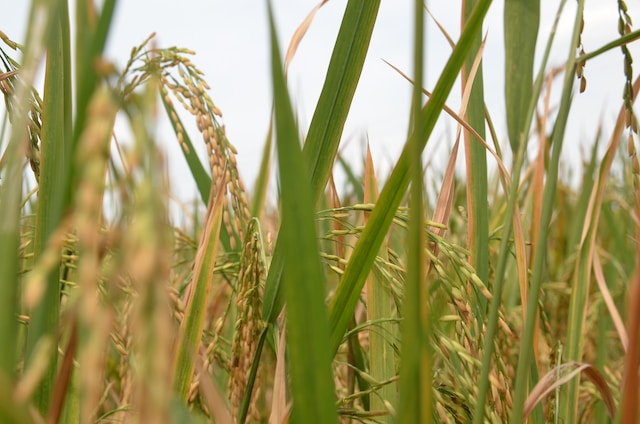 kharif crops

