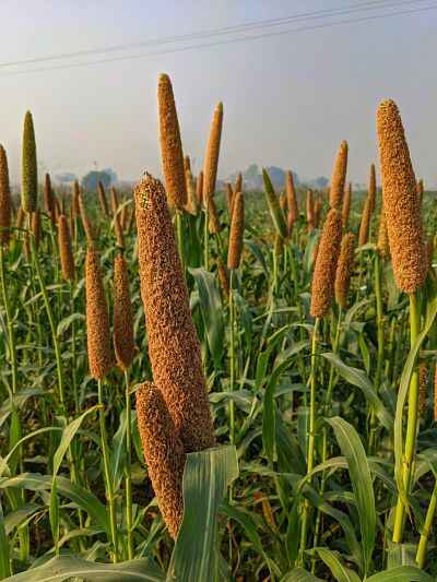 kharif crops