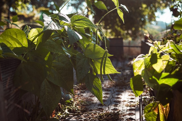 kharif crops
