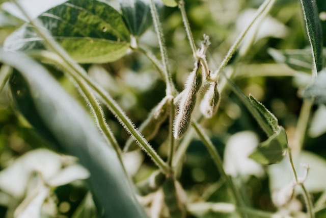 kharif crops