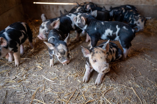 A Complete Guide On Commercial Pig Farming In India