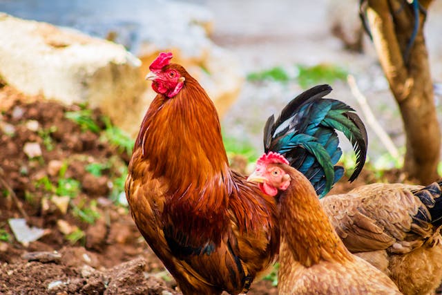 Cinnamon Queen Chicken are red hybrid chickens that are fast-growing and have excellent egg-laying abilities.