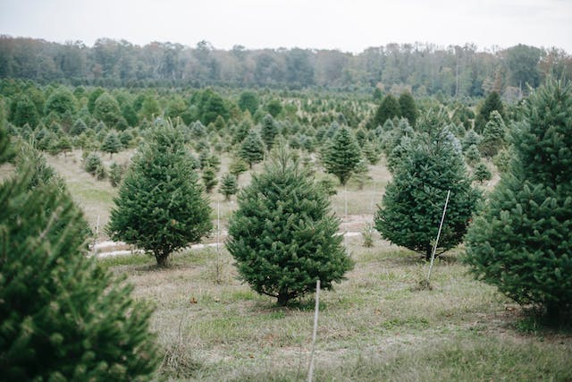 Grow Your Own Christmas Tree Farm
