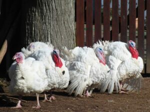 Turkey Farming Essentials: Tips for Sustainable Farming