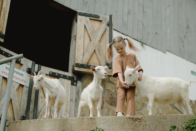 Swan Valley Cuddly Animal Farm