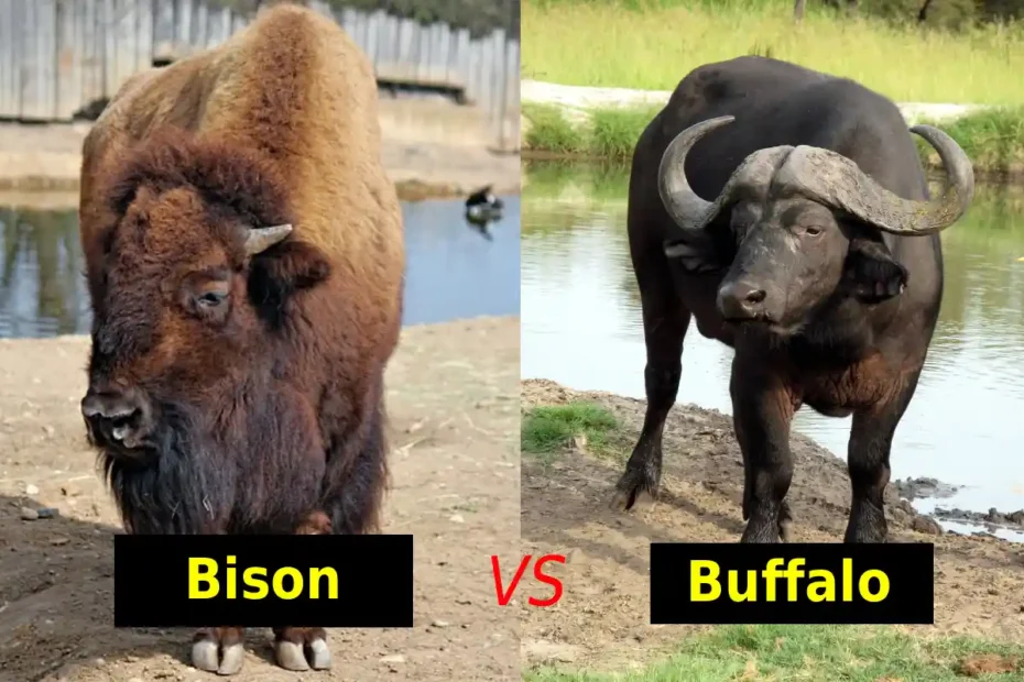Bison vs Buffalo: Key Differences Every Farmer Should Know