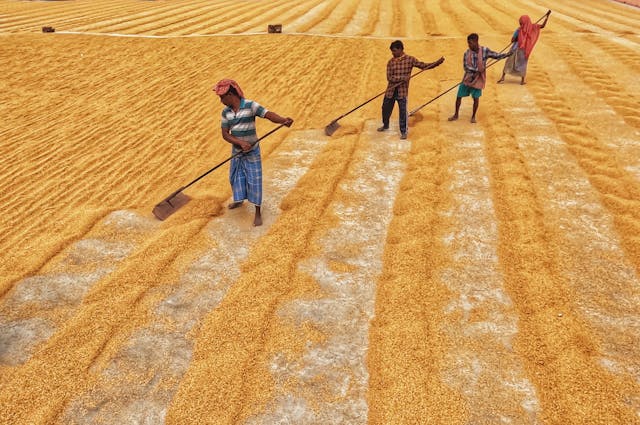 What is a Subsistence Agriculture​? – Cultivating Crops for Family Survival