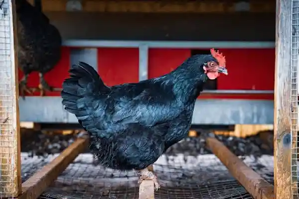 Harringhata Black Poultry