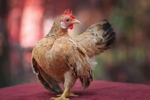 Mewari Poultry