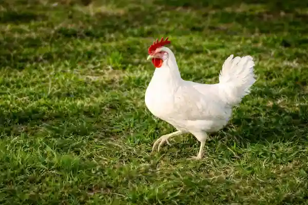 White Leghorn