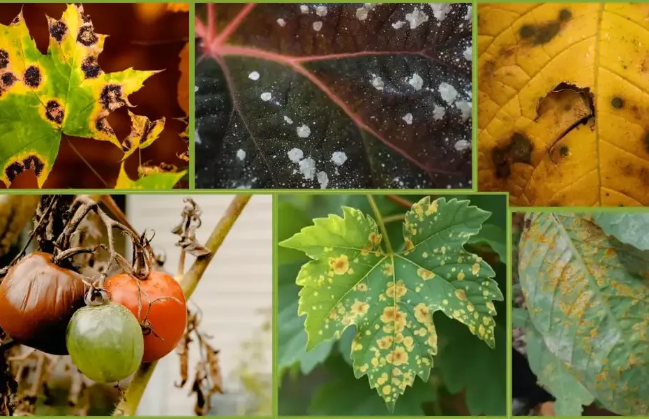5 Common Fungal Diseases in Plants